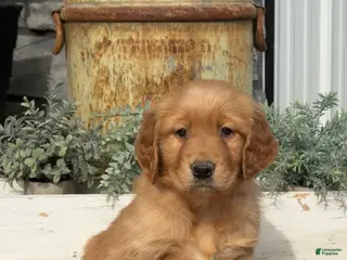 Golden Retriever dogs for sale: Blossom - Ad 2