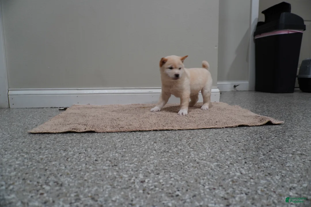 Shiba Inu dogs for sale: Shiba Inu Puppy 1 - Ad 4