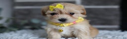 Maltipoo dogs for sale: Goldie  - Ad 13