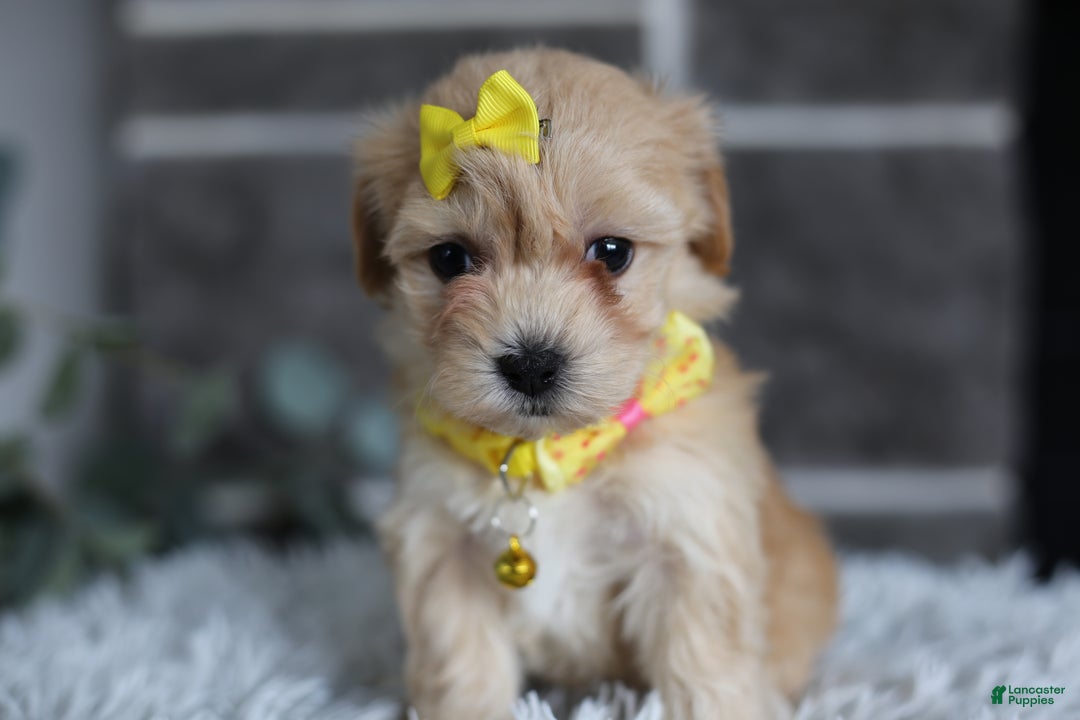 Maltipoo dogs for sale: Goldie  - Ad 13