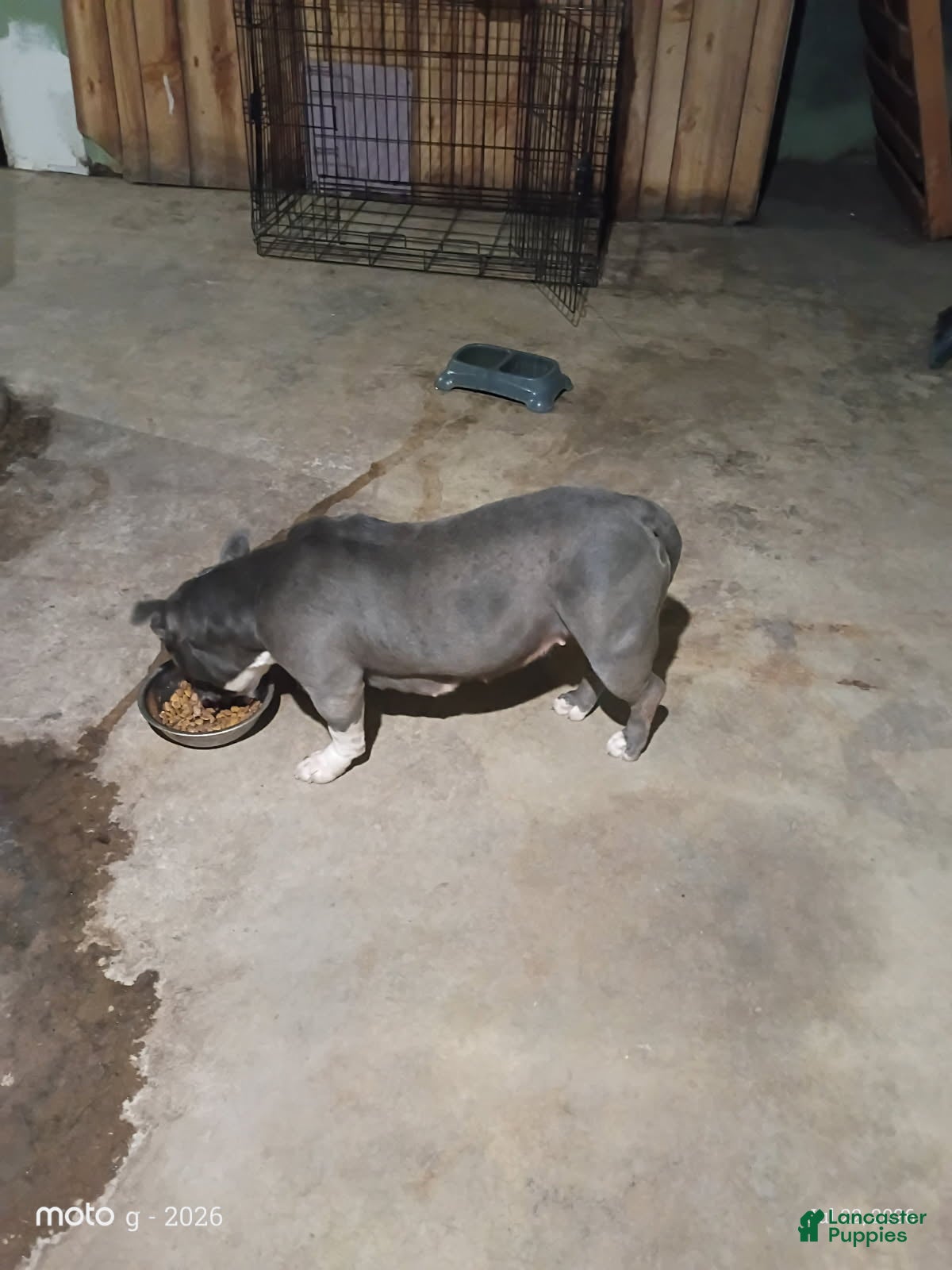American Bully dogs Girl - Ad 2