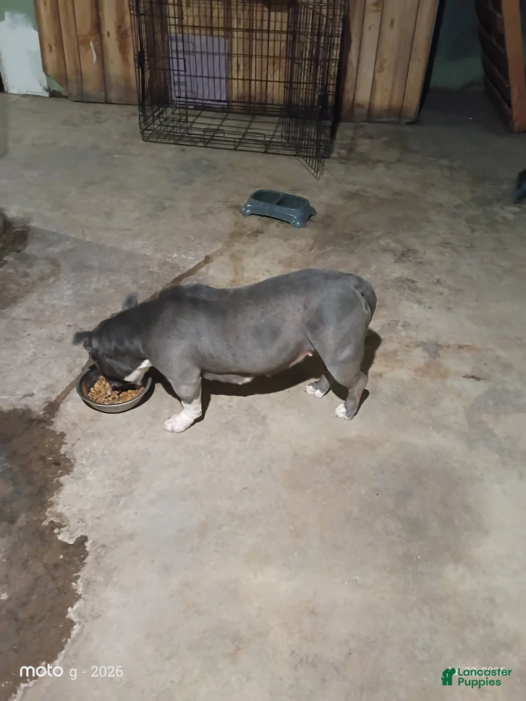 American Bully dogs for sale: Girl - Ad 2