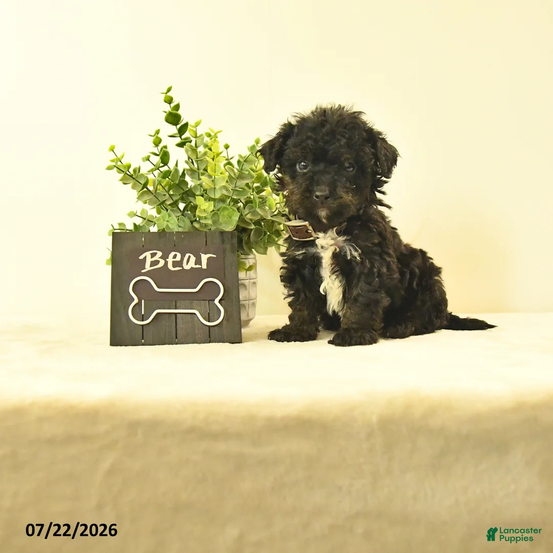Havapoo dogs for sale: Bear - Ad 1