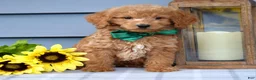 Goldendoodle dogs for sale: Finn - Ad 3