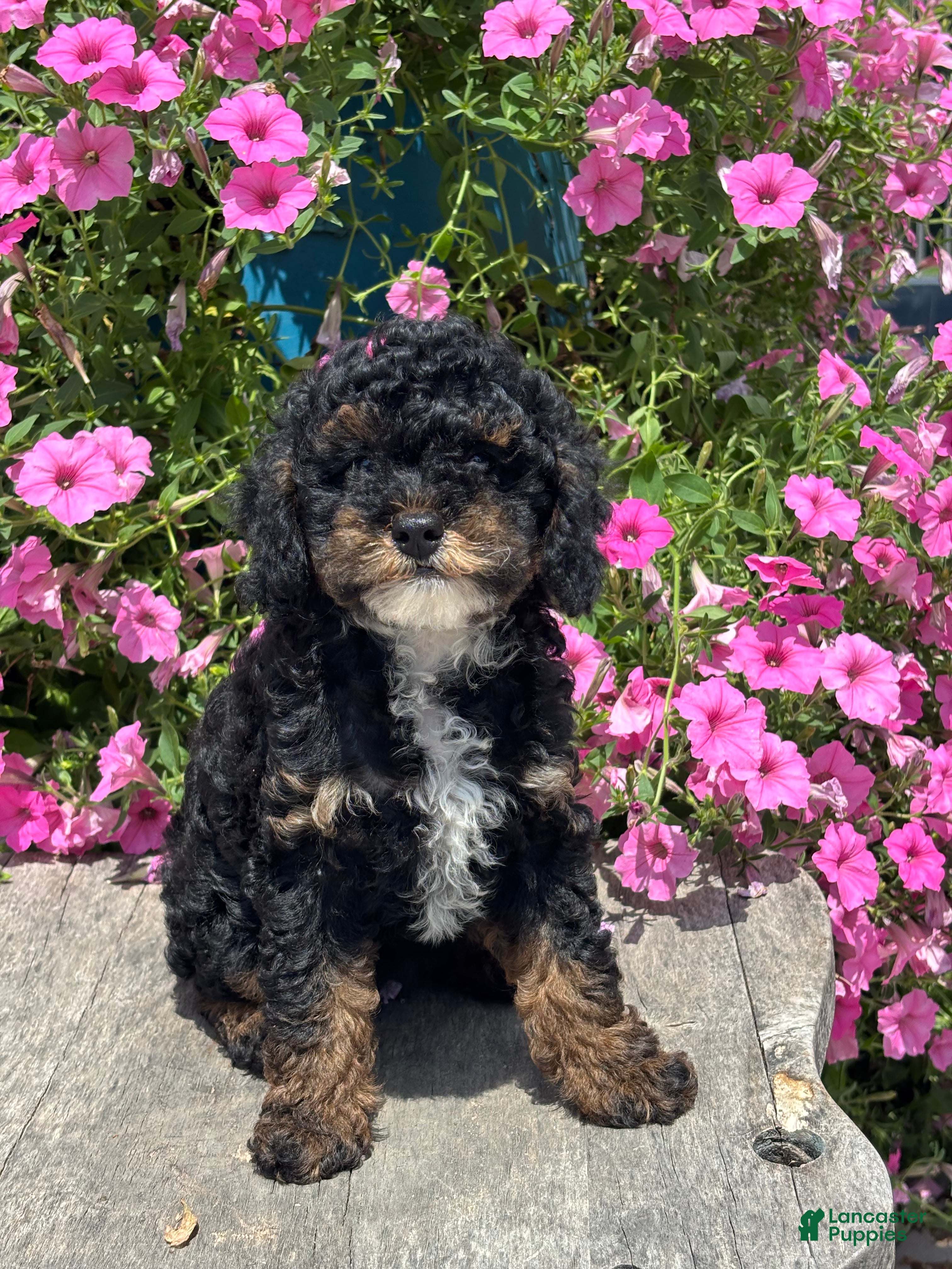 Miniature Poodle dogs Etta - Ad 1