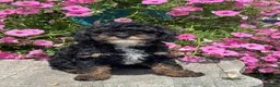 Miniature Poodle dogs for sale: Etta - Ad 1
