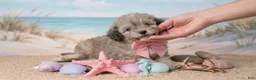 Maltipoo dogs for sale: BABY - Ad 4
