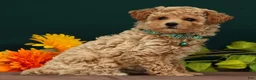 Toy Poodle dogs for sale: Quinsy - Ad 4