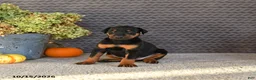 Doberman Pinscher dogs for sale: Ellie - Ad 1