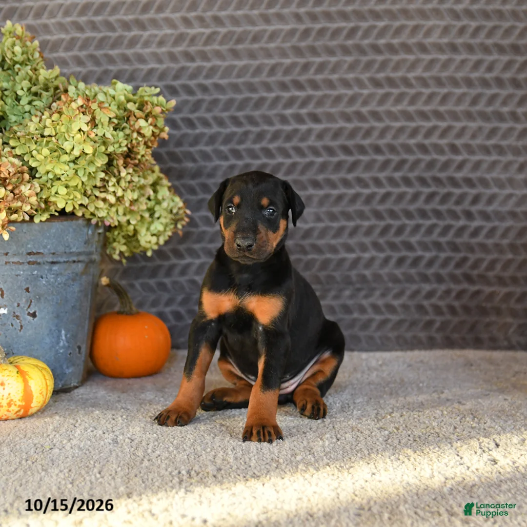 Doberman Pinscher dogs for sale: Ellie - Ad 1