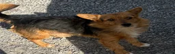 Chihuahua dogs for sale: Chihuahua Puppy 2 - Ad 5