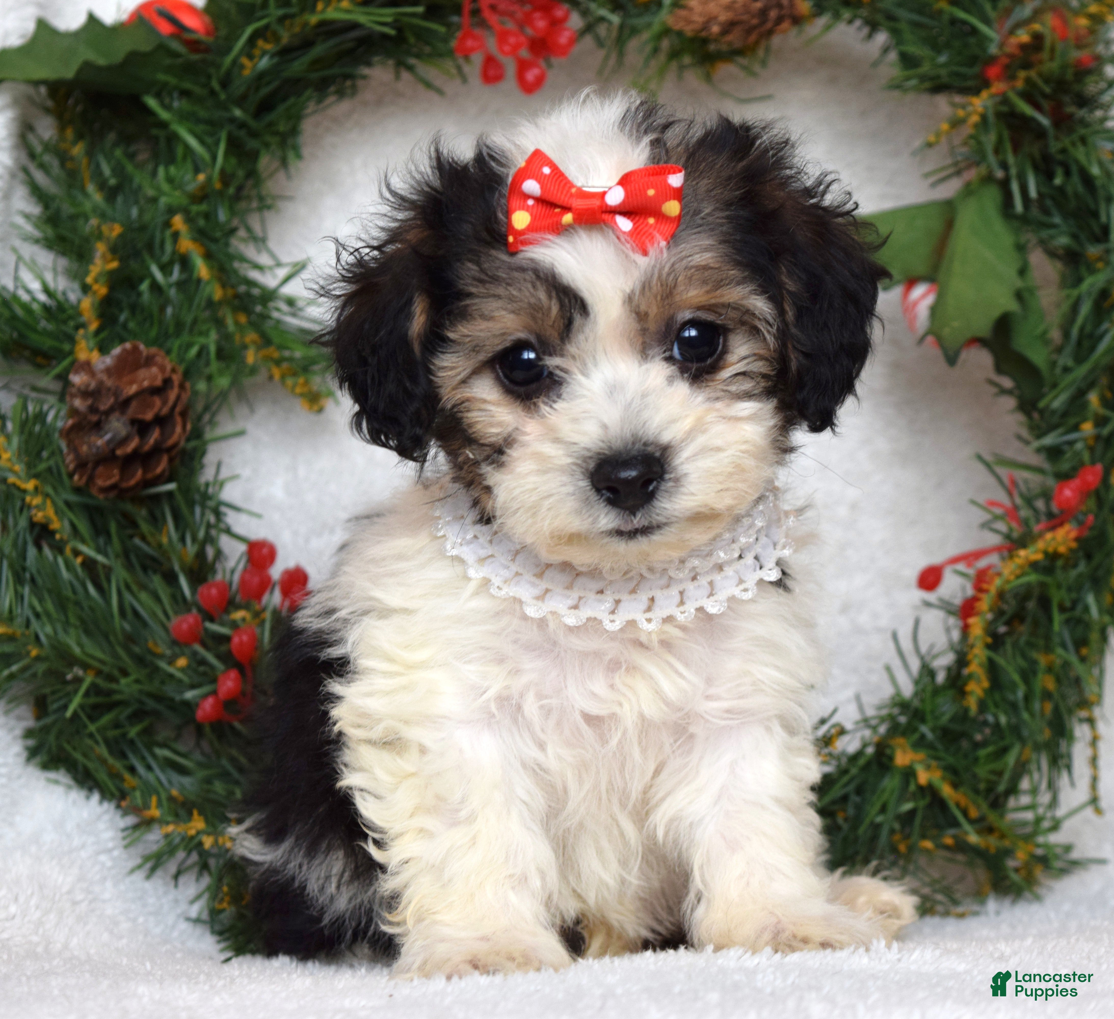 Bichpoo dogs Sadie - Ad 41