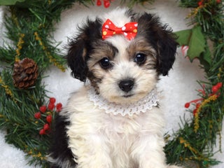 Bichpoo dogs Sadie - Ad 42