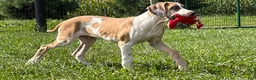 Great Dane dogs for sale: Parker Great Dane  - Ad 6