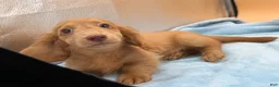 Miniature Dachshund dogs for sale: Ch Bred S.African/russian akc - Ad 12