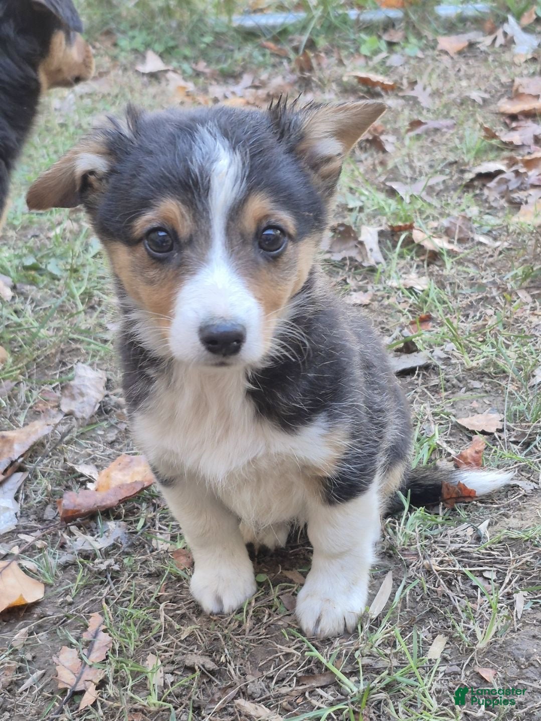 American Corgi dogs for sale: Remi  - Ad 2