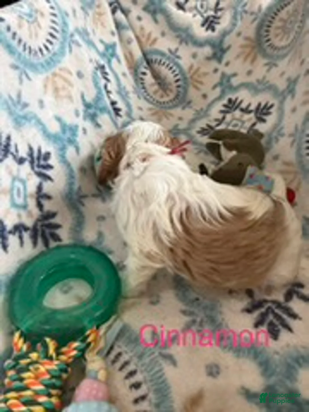 Cavalier King Charles Spaniel dogs for sale: Cinnamon  - Ad 3