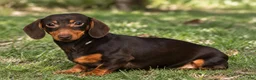 Miniature Dachshund dogs for sale:  Zion💙 - Ad 22