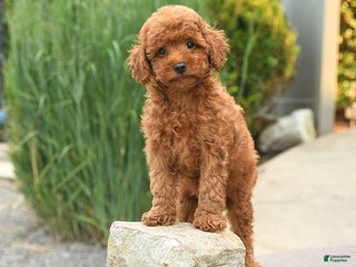 Cockapoo dogs - Ad 20