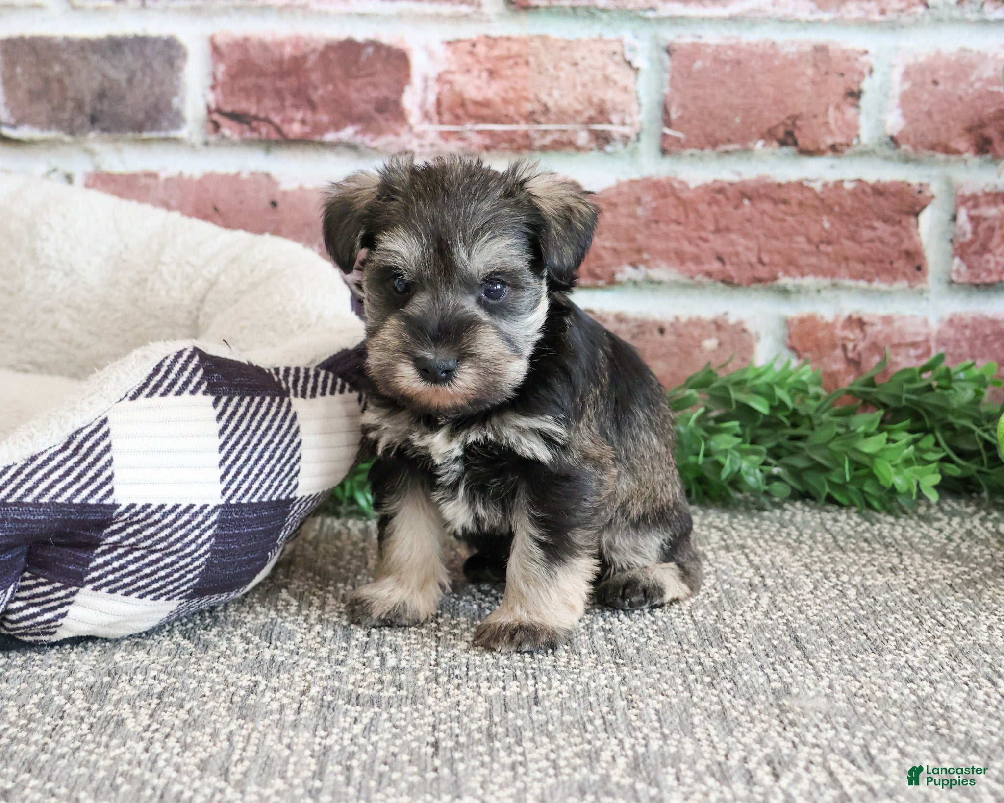 Miniature Schnauzer dogs Ripley  - Ad 40