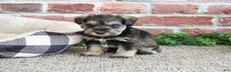 Miniature Schnauzer dogs for sale: Ripley  - Ad 1
