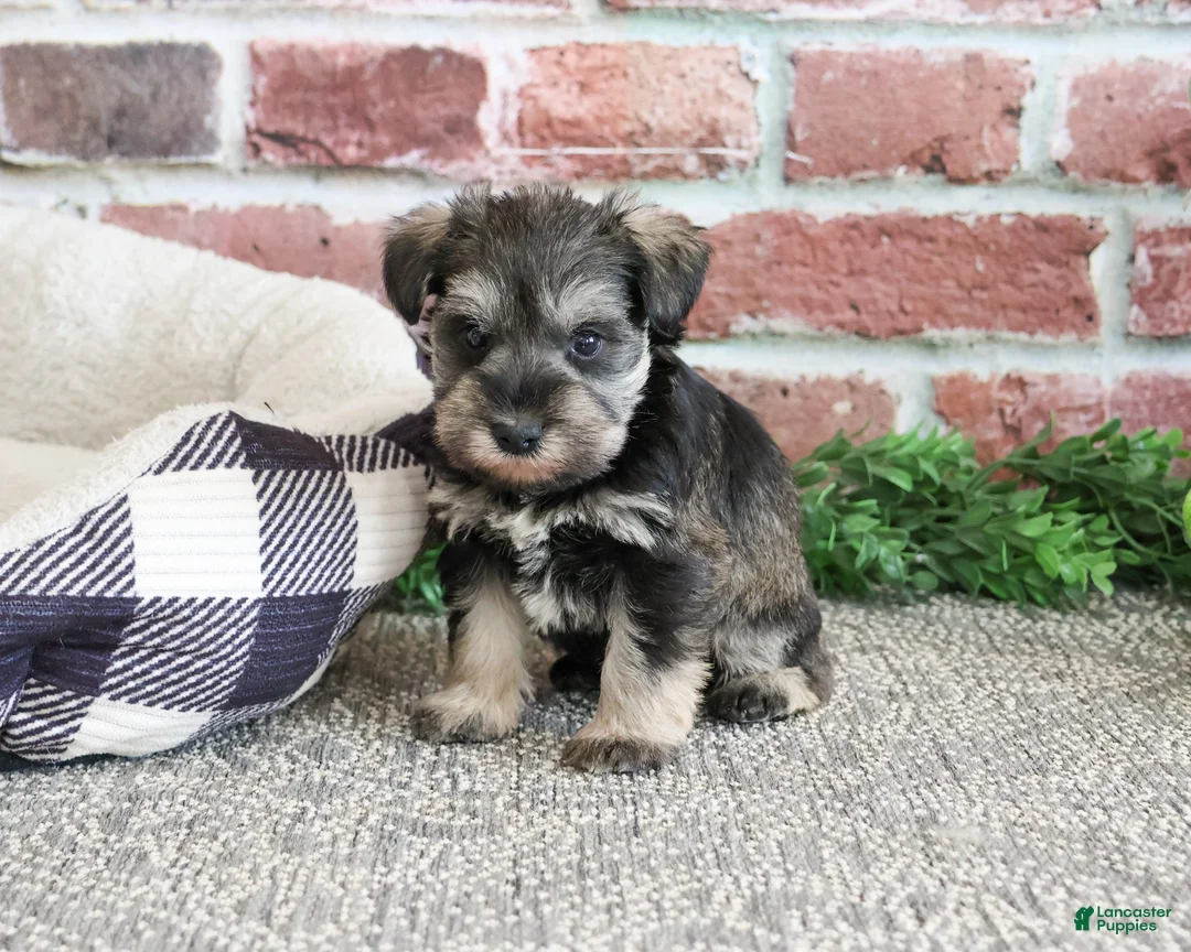 Miniature Schnauzer dogs for sale: Ripley  - Ad 1