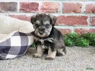 Miniature Schnauzer dogs Ripley - Ad 40