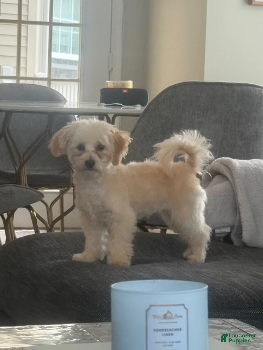 Maltipoo dogs for sale: Maltipoo Puppy 2 - Ad 2