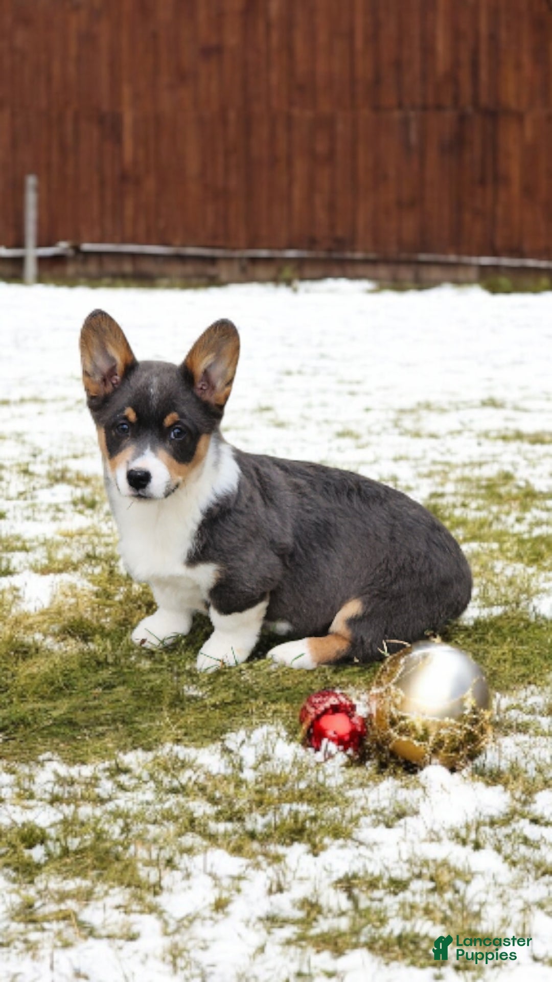 Welsh Corgi Pembroke dogs for sale: Alexa Bluie - Ad 4