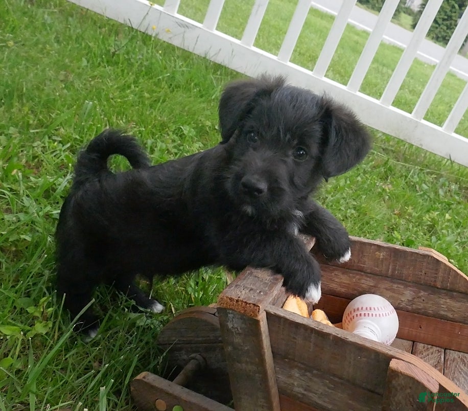 Corgipoo dogs Hershey - Ad 1