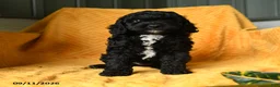 Cavapoo dogs for sale: Crumpet - Ad 5