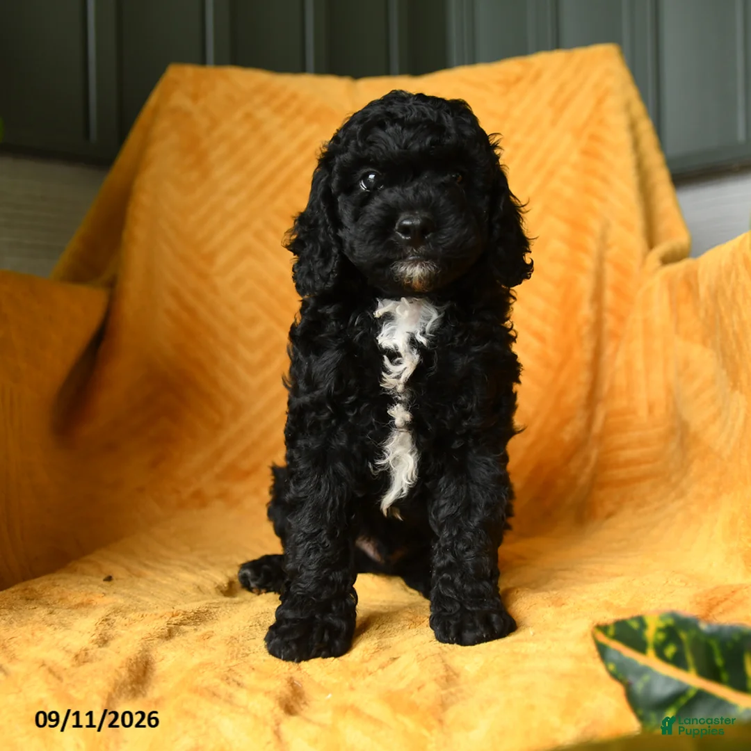 Cavapoo dogs for sale: Crumpet - Ad 5