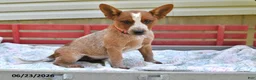 Australian Cattle Dog dogs for sale: Peanut Butter - Ad 3