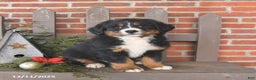 Bernese Mountain Dog dogs for sale: Bandit - Ad 1
