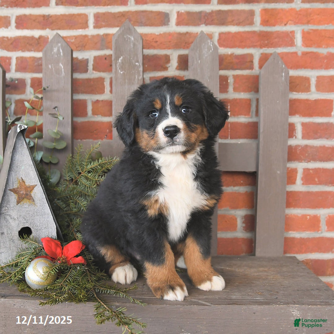 Bernese Mountain Dog dogs for sale: Bandit - Ad 1