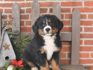Bernese Mountain Dog dogs Bandit - Ad 21
