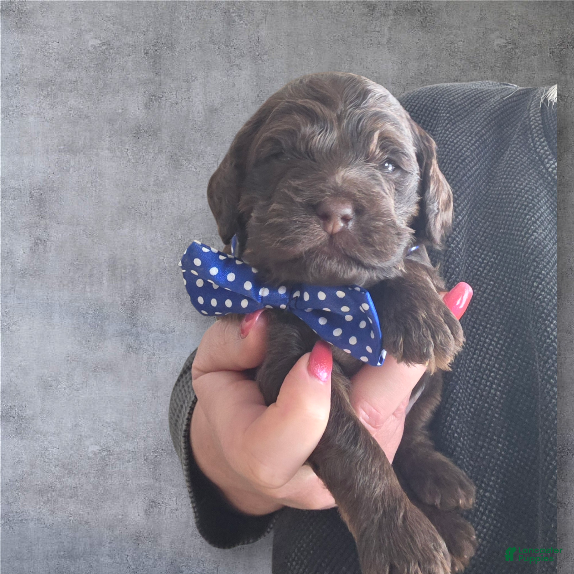 Cockapoo dogs Cockapoo Puppy 2 - Ad 2