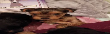 Oliver - Yorkshire Terrier Puppy 2