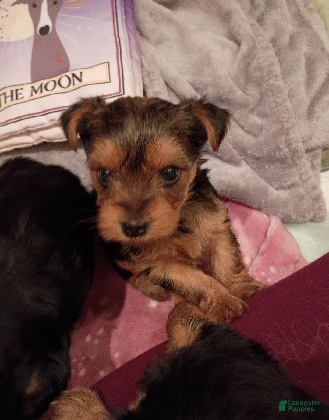 Yorkshire Terrier dogs for sale: Oliver - Yorkshire Terrier Puppy 2 - Ad 1