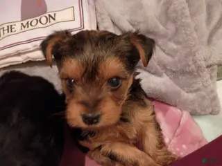 Yorkshire Terrier dogs Oliver - Yorkshire Terrier Puppy 2 - Ad 14