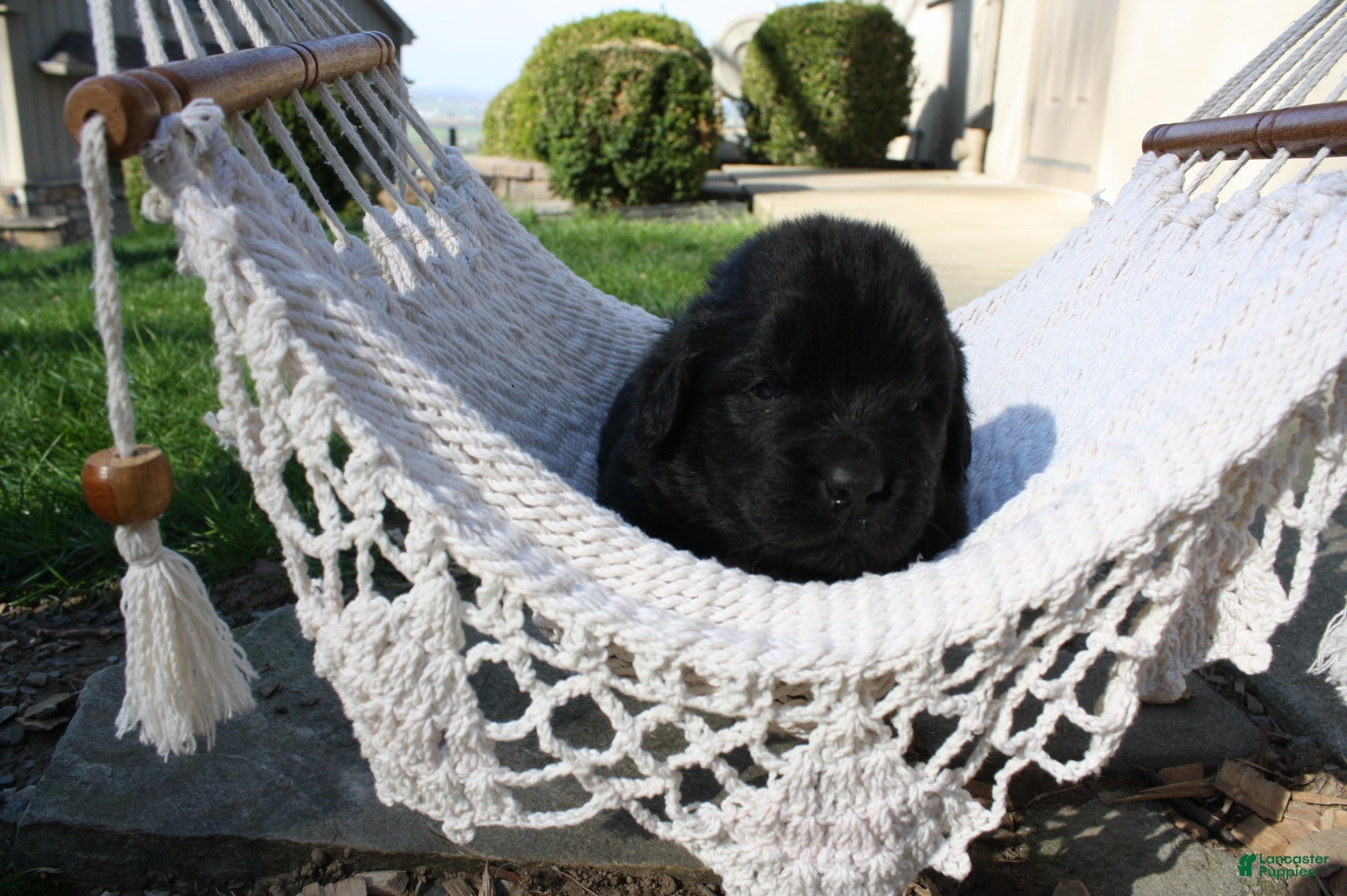 Newfoundland dogs Midnight - Ad 1