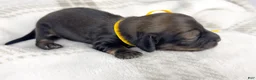 Miniature Dachshund dogs for sale: Sundae - Ad 3