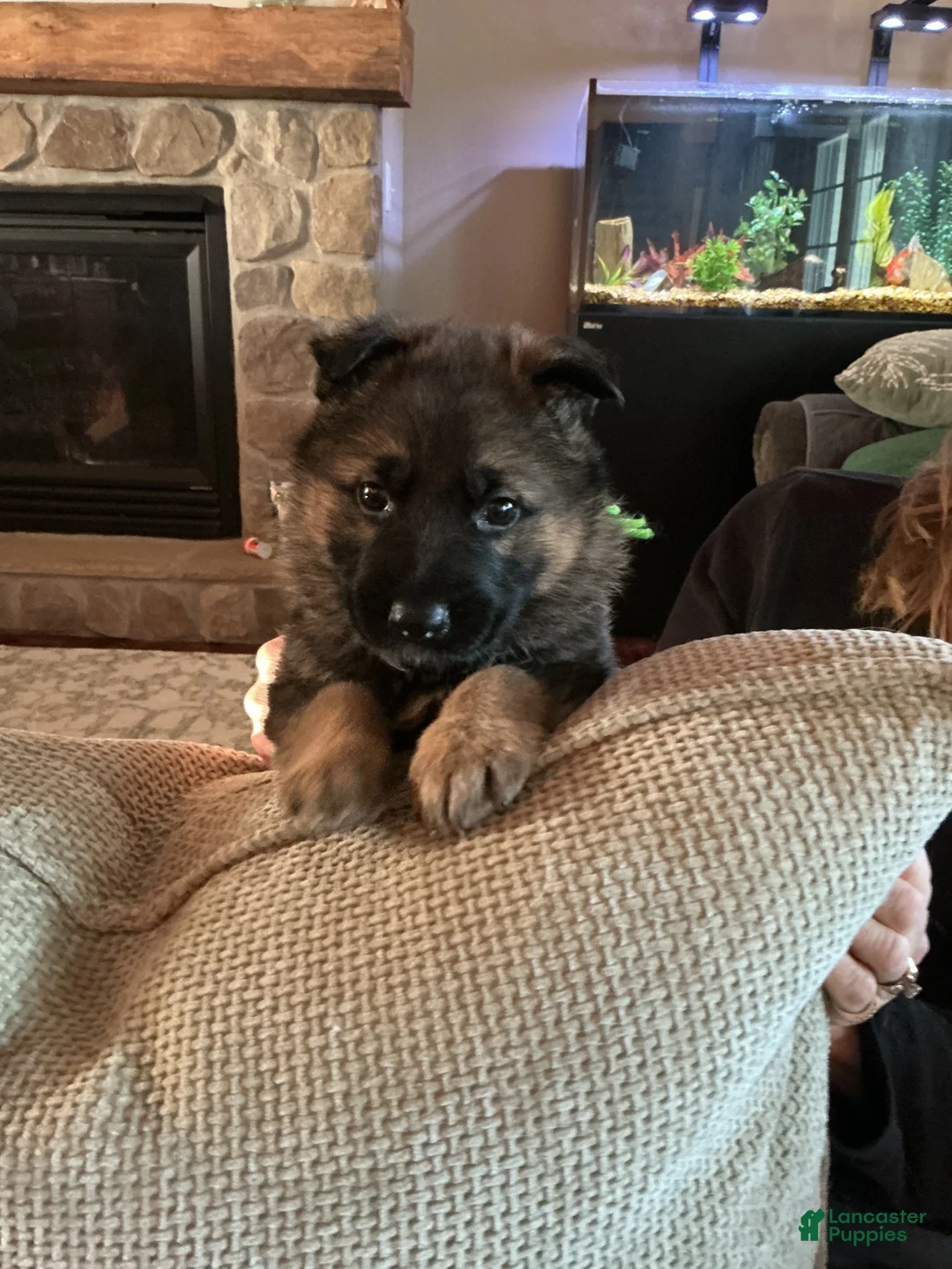 German Shepherd dogs for sale: German Shepherd Puppy 3 - Ad 1