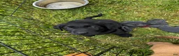 Labrador Retriever dogs for sale: Labrador Retriever 3 - Ad 3