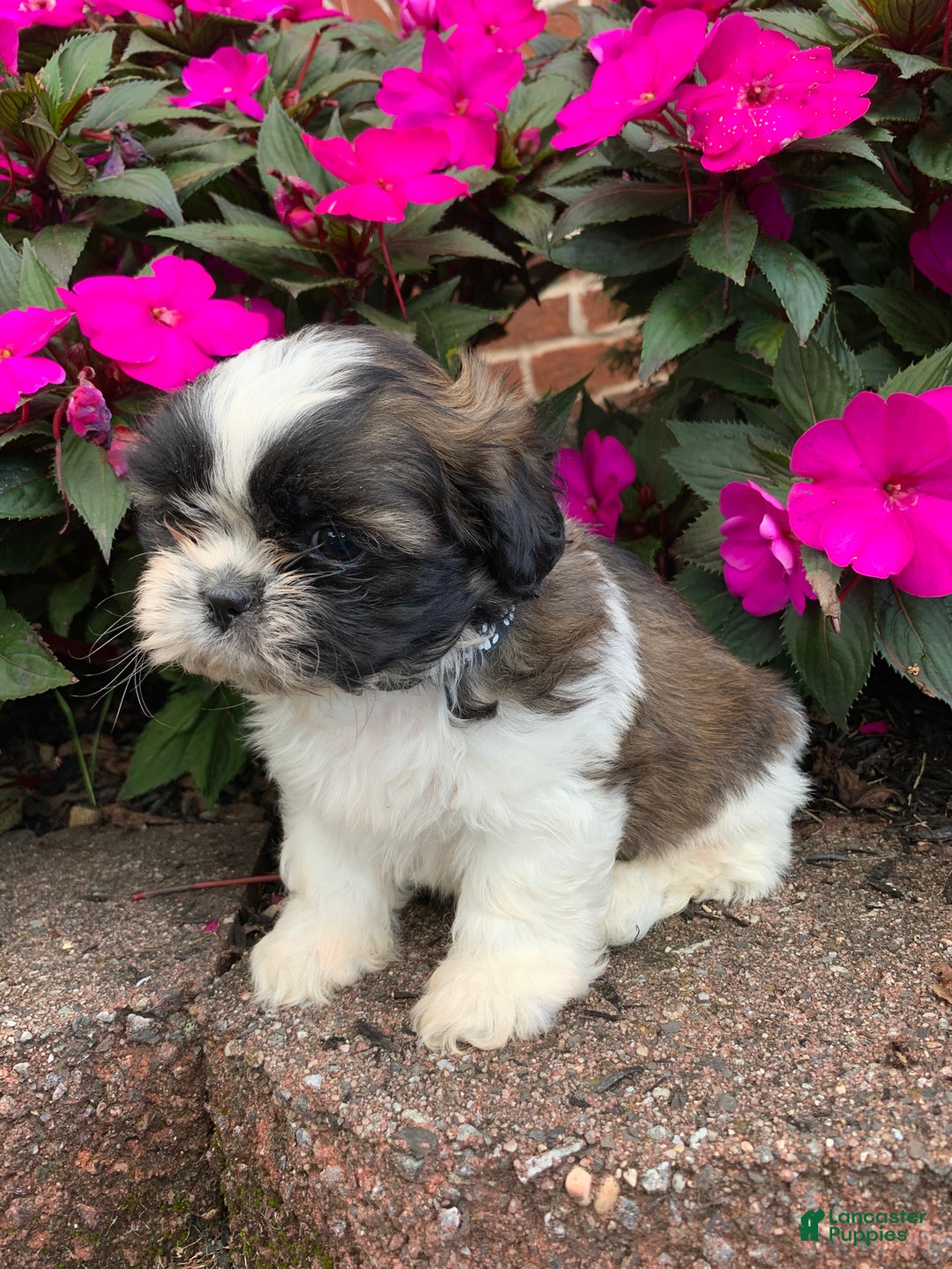 Shih Tzu dogs for sale: Archie - Ad 16