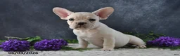 French Bulldog dogs for sale: Jasmine - Ad 3
