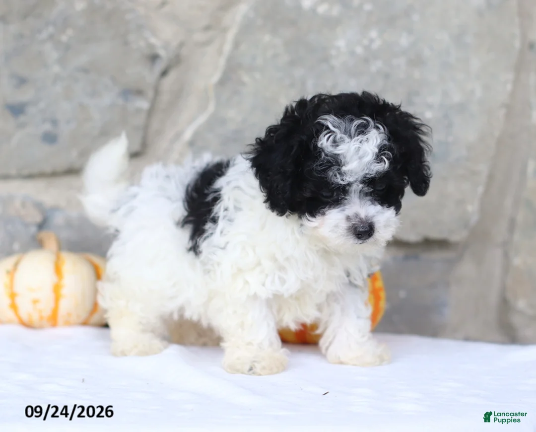 Toy Poodle dogs for sale: Calvin - Ad 5