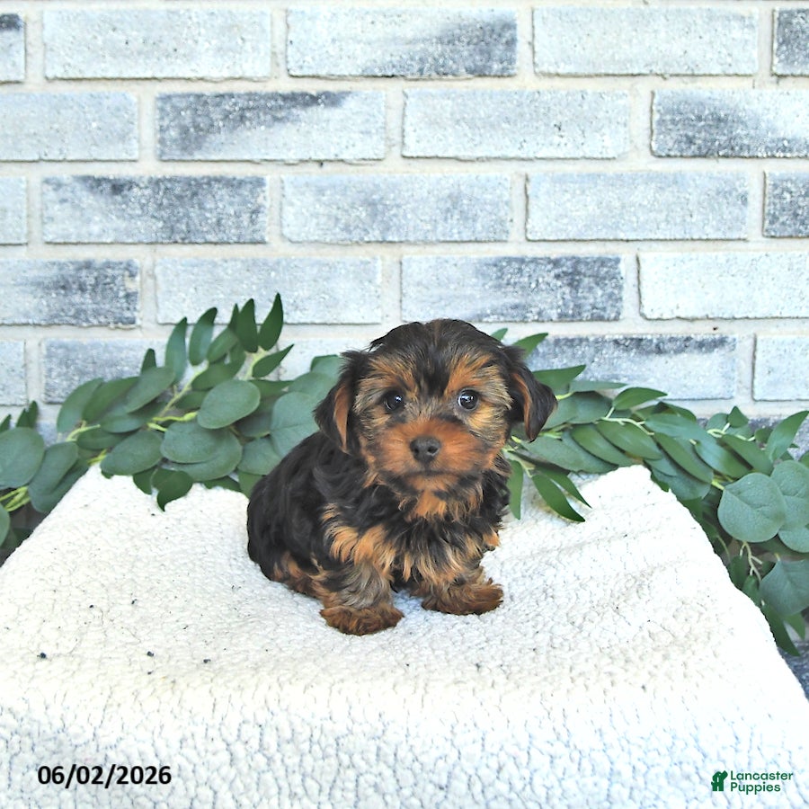 Yorkshire Terrier dogs Victor - Ad 2