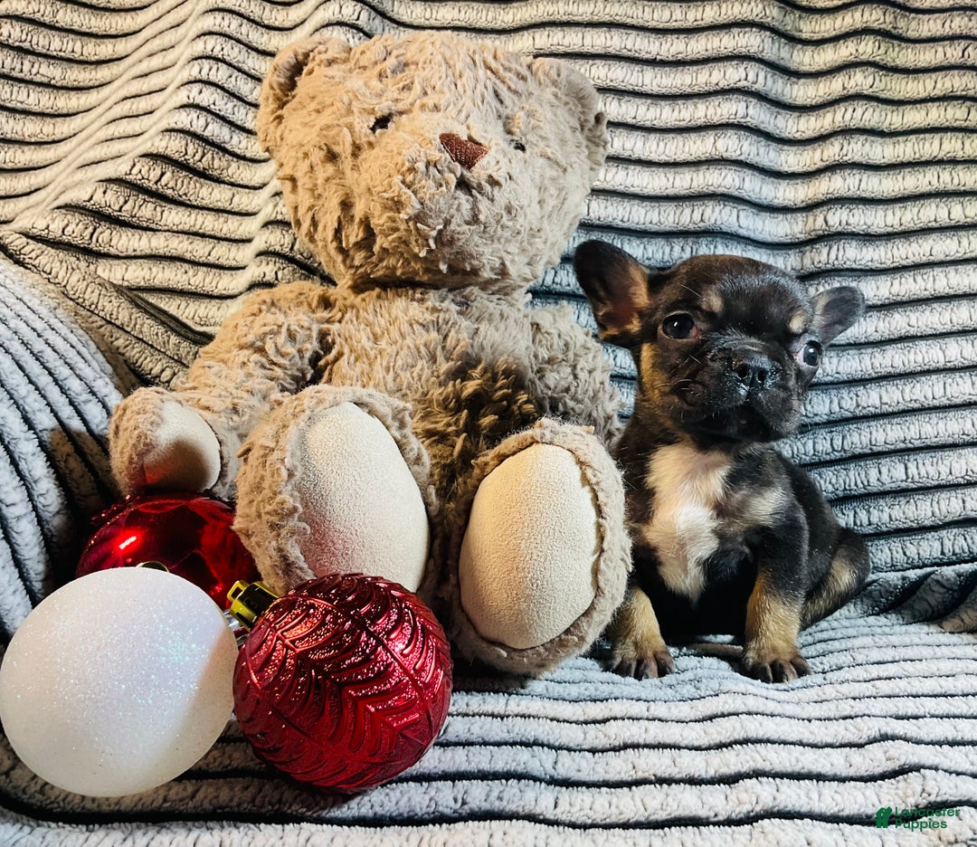 French Bulldog dogs for sale: Mia - Ad 9