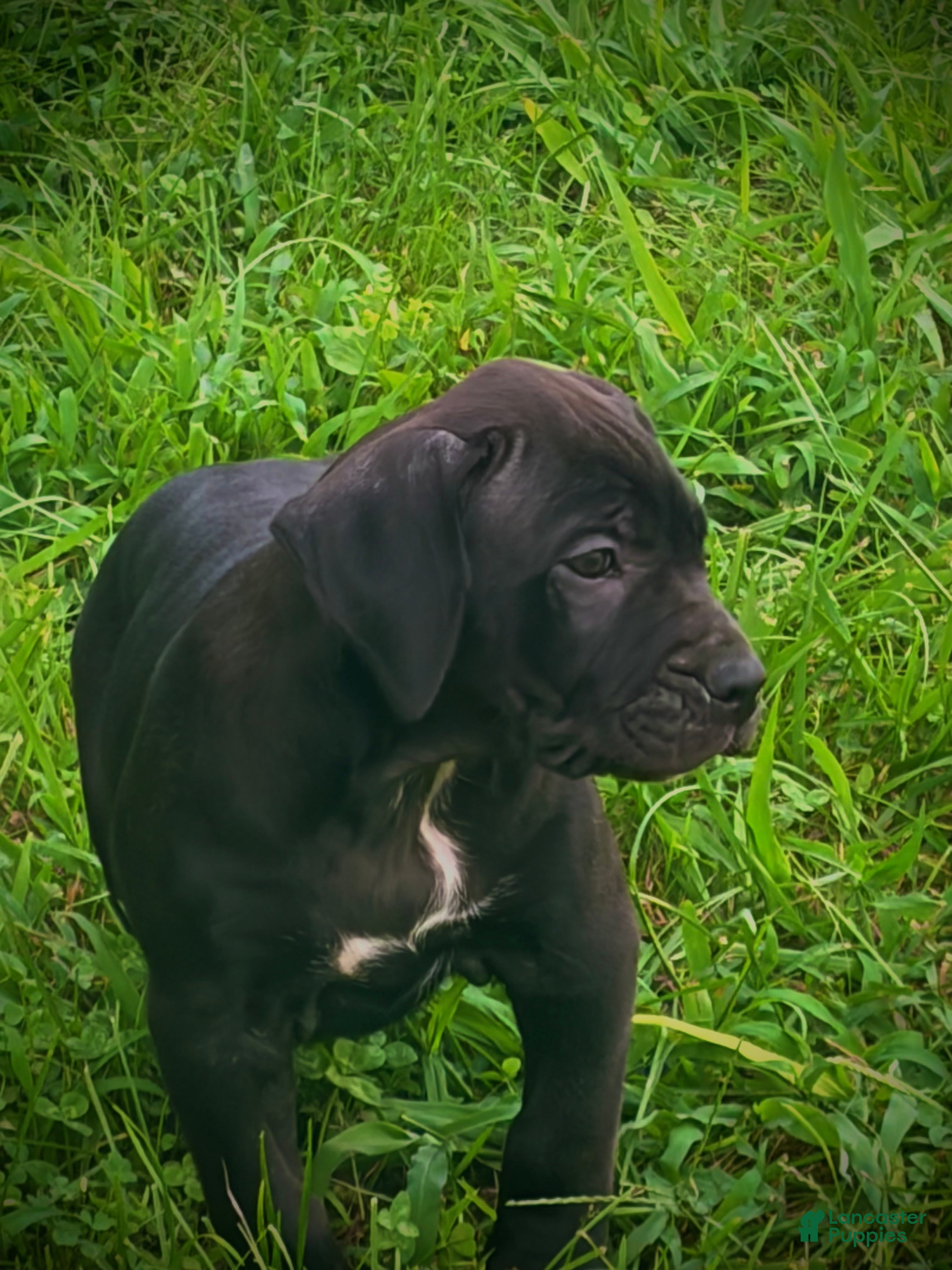 Presa Canario dogs Presa Canario 5 - Ad 1